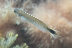 Trachinops caudimaculatus