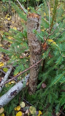 Phaeotremella foliacea