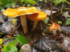 Cortinarius pluvius