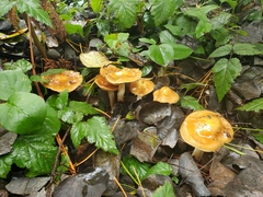 Cortinarius pluvius