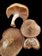 Cortinarius pluvius