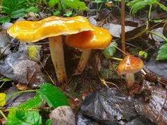 Cortinarius pluvius