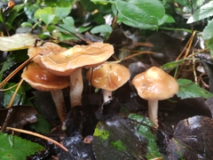 Cortinarius pluvius