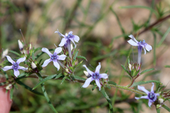 Ipomopsis multiflora