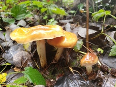 Cortinarius pluvius