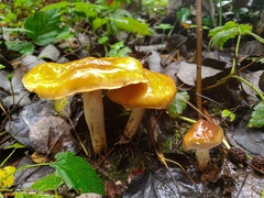 Cortinarius pluvius