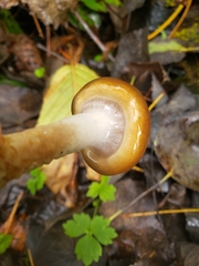 Cortinarius pluvius