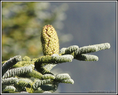 Abies procera