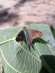 Urbanus proteus proteus