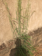 Andropogon gayanus