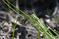 Carex bicolor