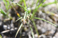 Carex bicolor