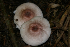 Agaricus subrufescens
