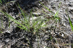Carex bicolor