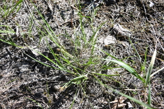 Carex bicolor