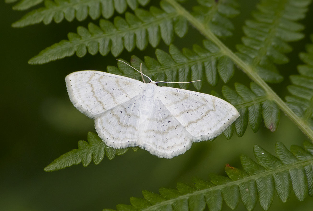 Scopula subpunctaria