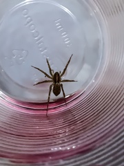 Lycosidae