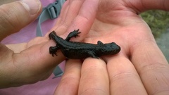 Pleurodelinae