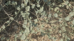 Rhynchosia schimperi