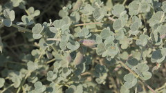 Rhynchosia schimperi