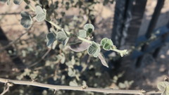 Rhynchosia schimperi