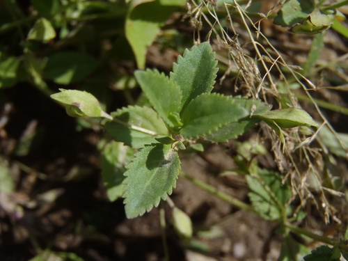 Mecardonia procumbens