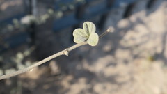 Rhynchosia schimperi