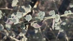 Rhynchosia schimperi