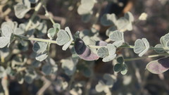 Rhynchosia schimperi