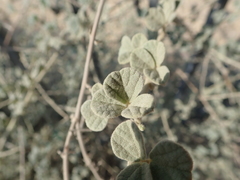 Rhynchosia schimperi