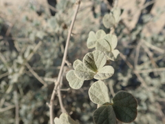 Rhynchosia schimperi