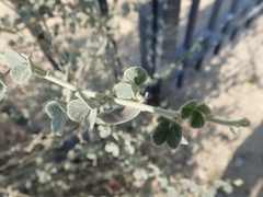 Rhynchosia schimperi