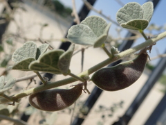 Rhynchosia schimperi