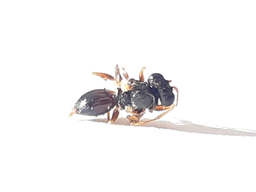 Synergus gallaepomiformis