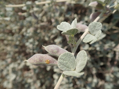 Rhynchosia schimperi