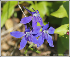 Delphinium glareosum