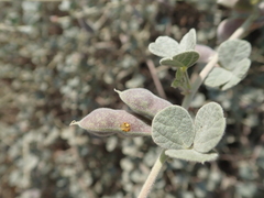 Rhynchosia schimperi