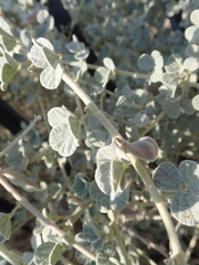 Rhynchosia schimperi