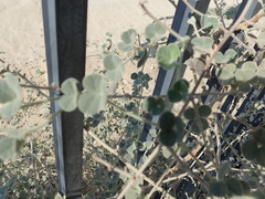 Rhynchosia schimperi