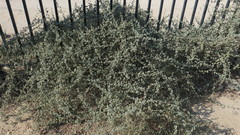 Rhynchosia schimperi