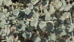 Rhynchosia schimperi