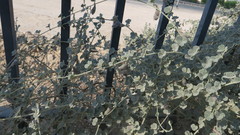 Rhynchosia schimperi