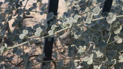 Rhynchosia schimperi