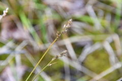 Carex brunnescens