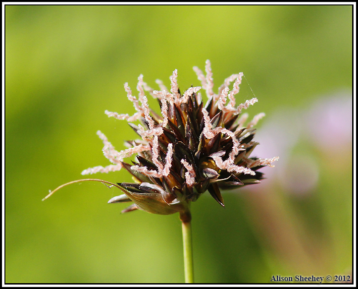 Juncus regelii