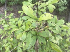 Rhododendron viscosum