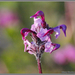 Pedicularis ornithorhynchos - Photo 由 Alison Sheehey 所上傳的 (c) Alison Sheehey，保留部份權利CC BY-NC-ND