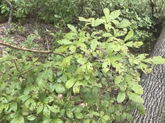 Rhododendron viscosum