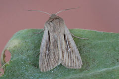 Leucania comma