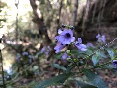 Prostanthera caerulea
